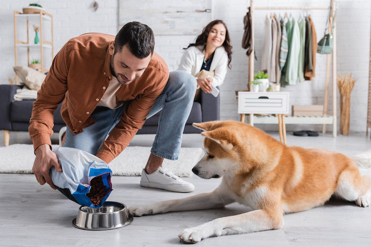 régime alimentaire chien allergique