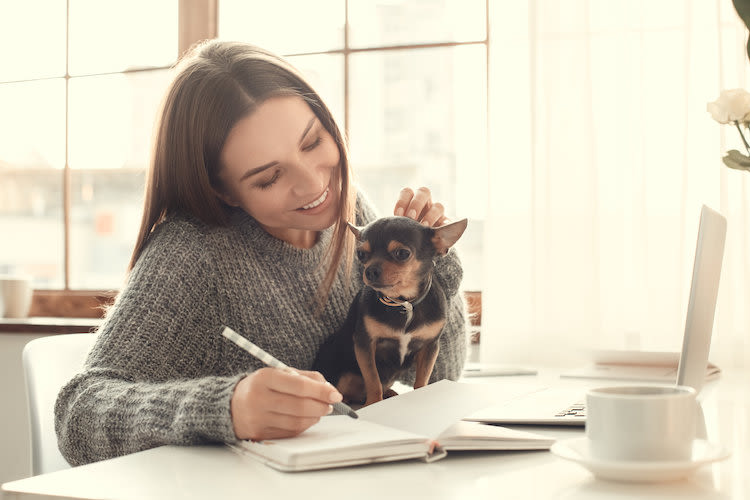 accessoires_chien_magasin_BUT