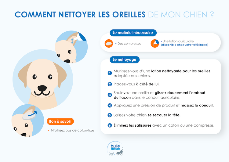 Infographie - Comment nettoyer les oreiiles de mon chien