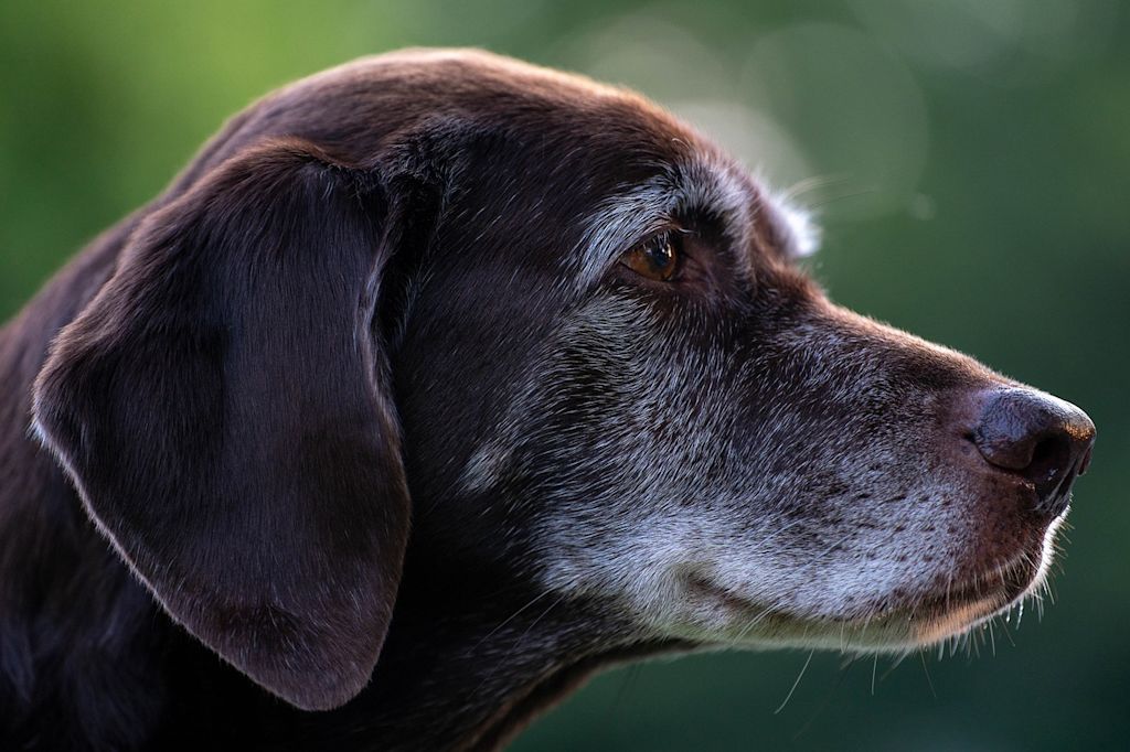 vieux chien marron