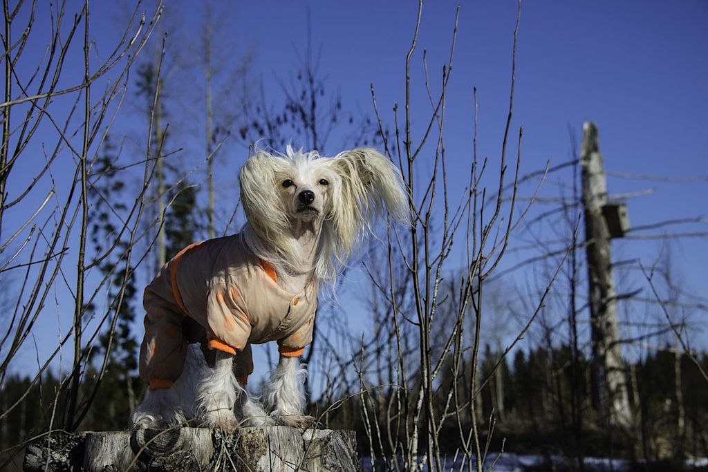 chien chinois à crête manteau