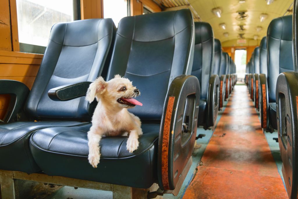chien voyage train