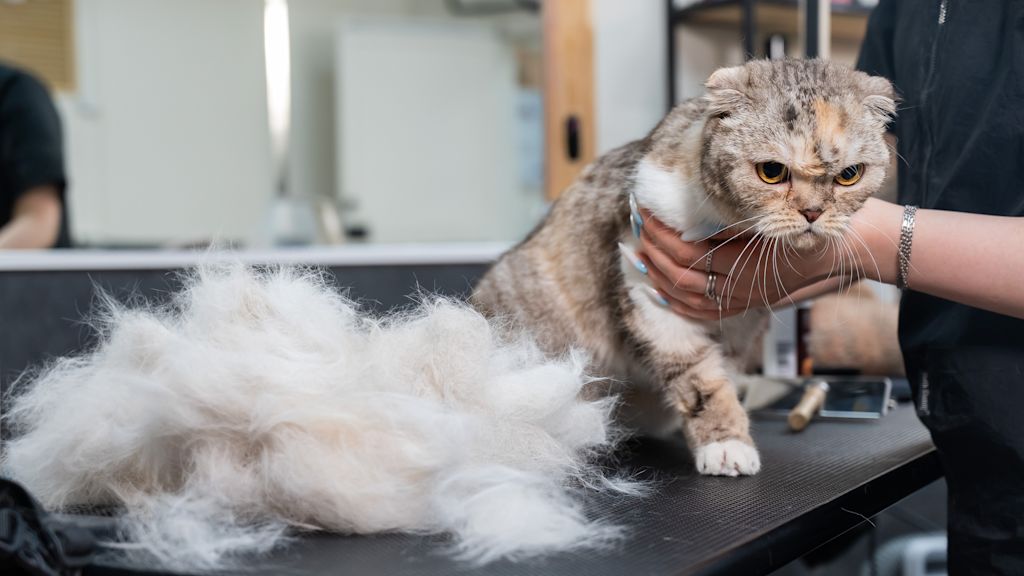 Chat entretenu et brossé