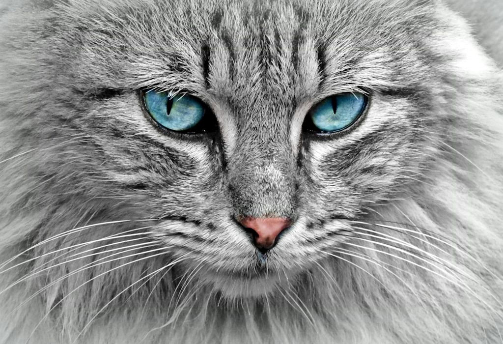Chat qui regarde son maître par amour