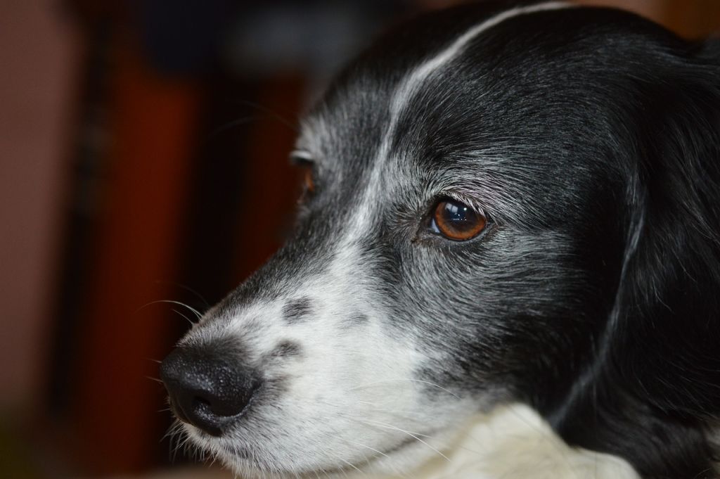 chien senior noir et blanc