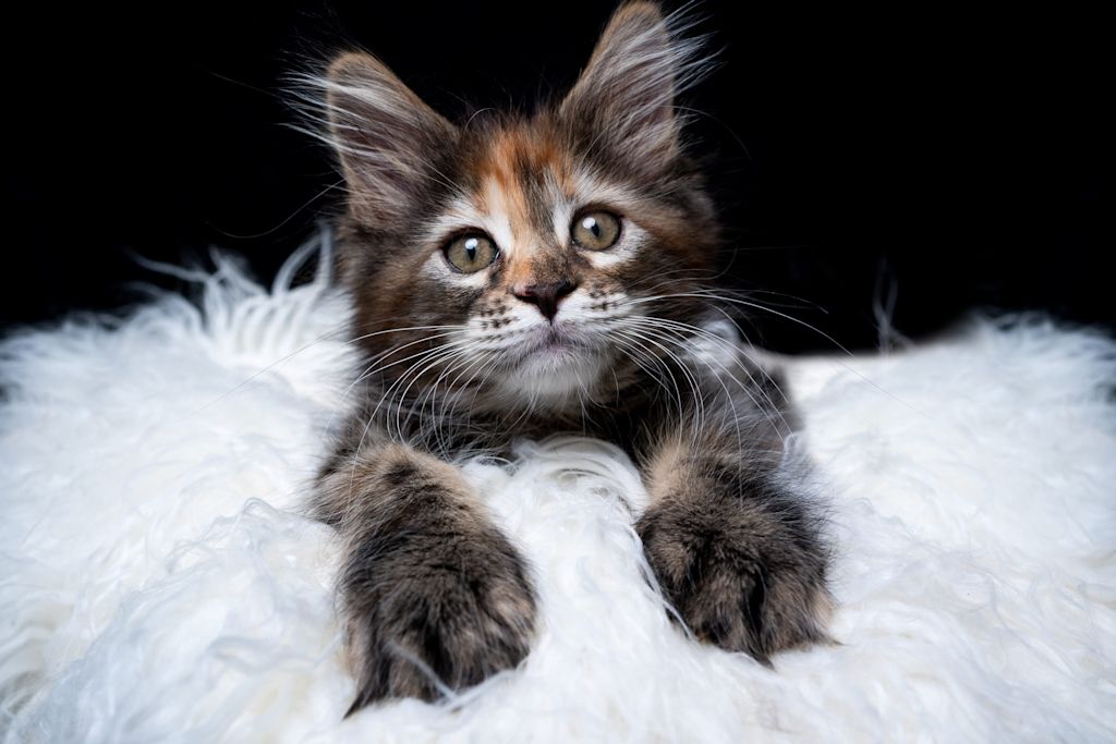 Maine coon