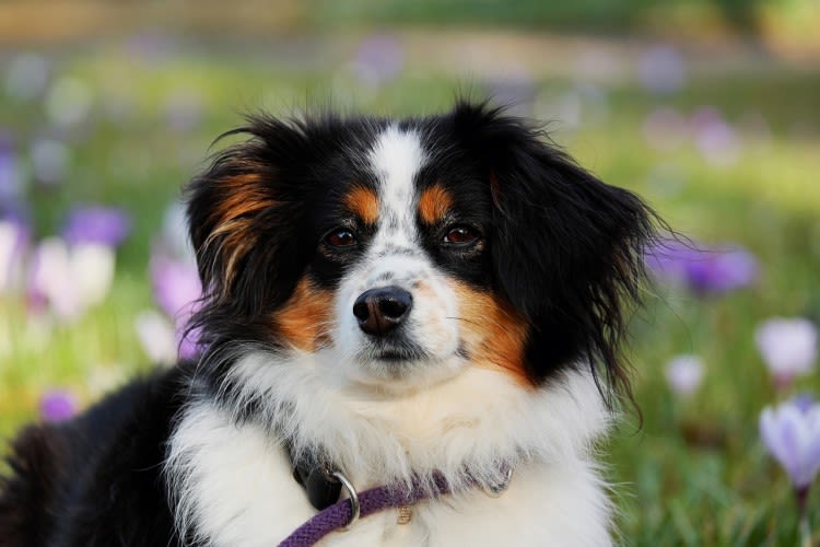 australian-shepherd-3237735 1280