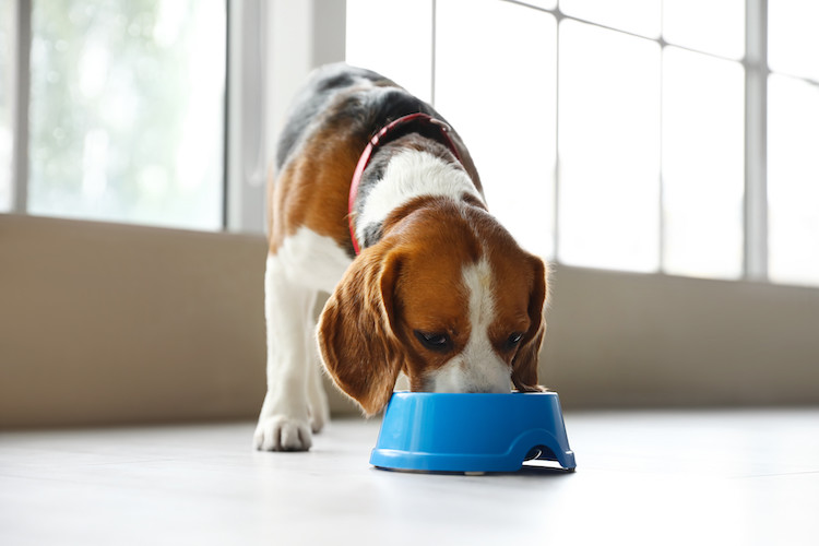 donner du smecta au chien