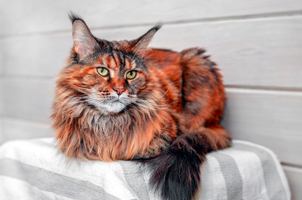 maine coon roux