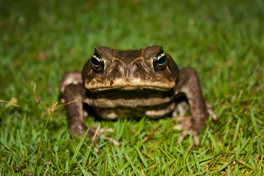 crapaud_jardin_danger