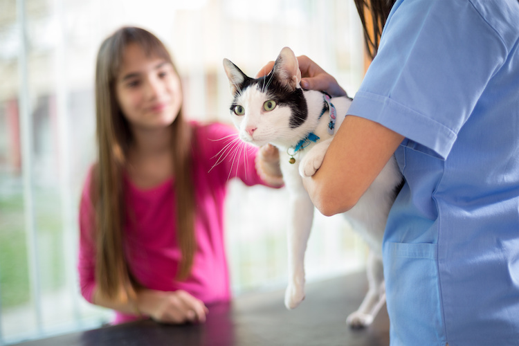Stérilisation/castration du chat : et après l'opération ? - Santévet