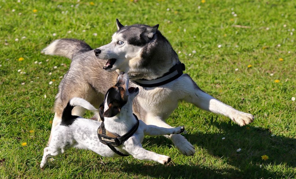 chiens qui jouent