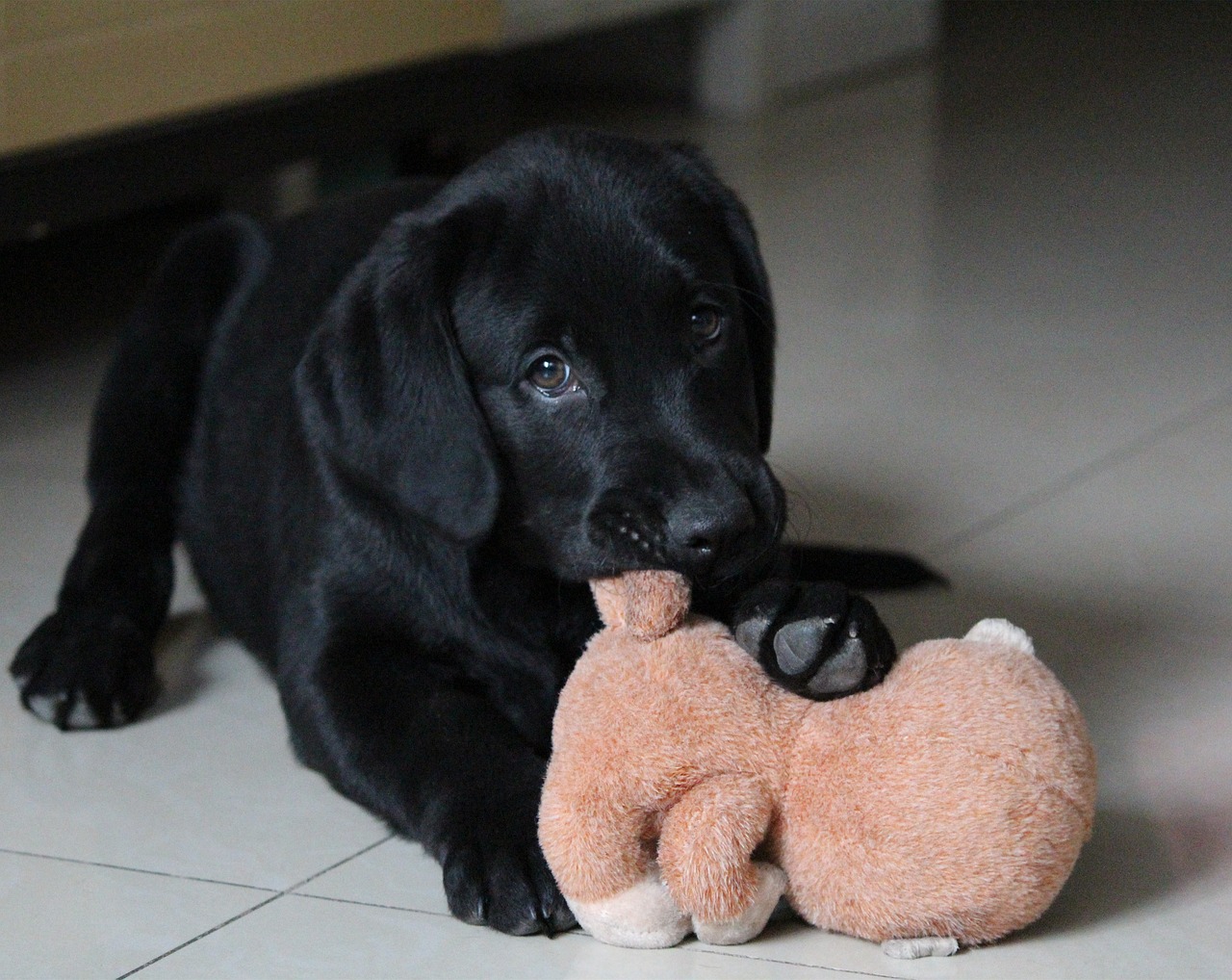 Chien avec son jeu