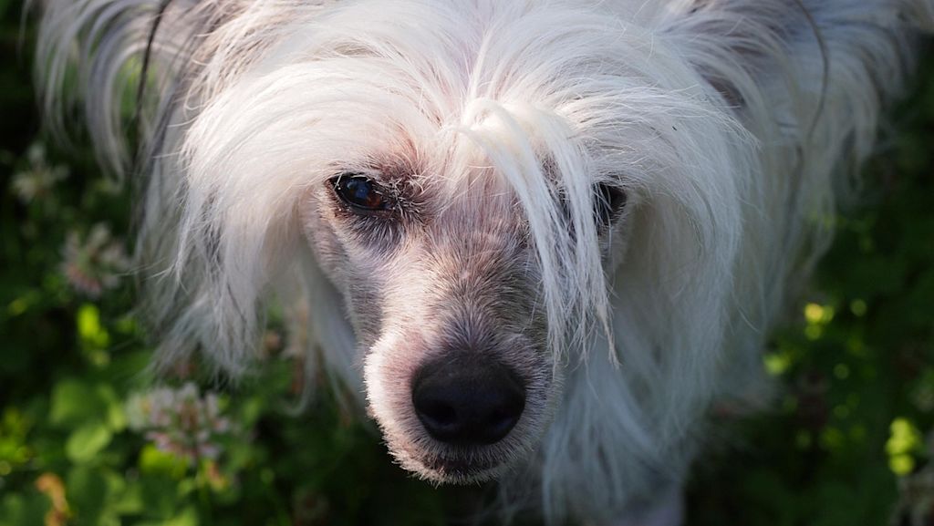 chien chinois à crête 2