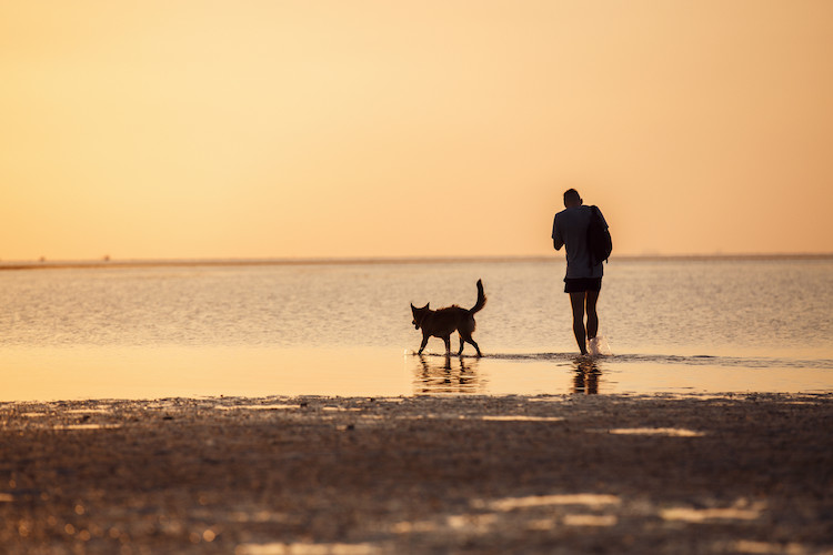 vaccin pour protéger le chien contre la leishmaniose