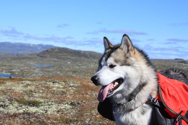 Malamute adulte