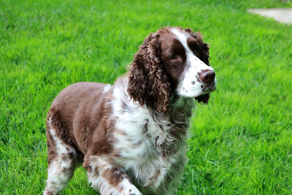 springer spaniel arret