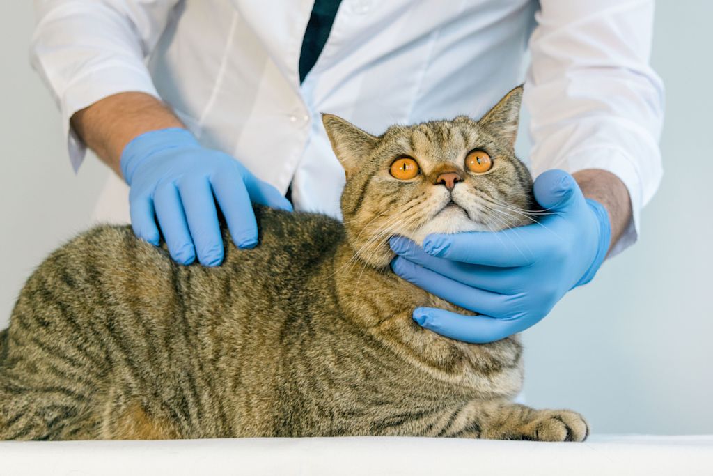 chat examen veterinaire