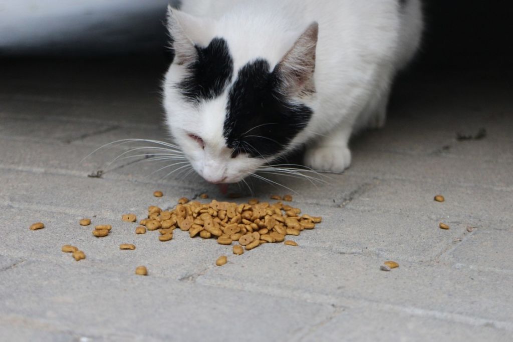 Chat croquettes