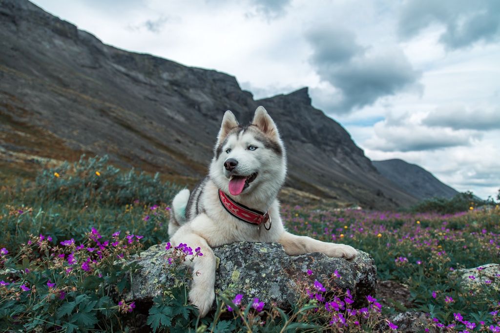 Husky allongé nature