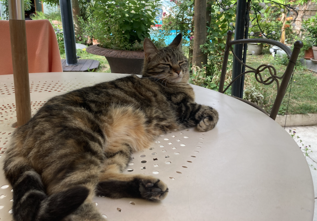 chat_et_canicule_fraicheur_1