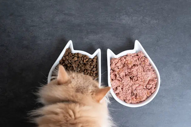 Kat die eet