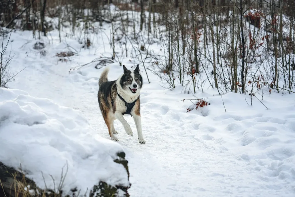 chien court neige