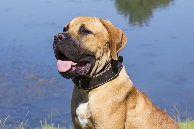 Boerbel