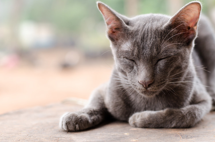 oedème pulmonaire chez le chat