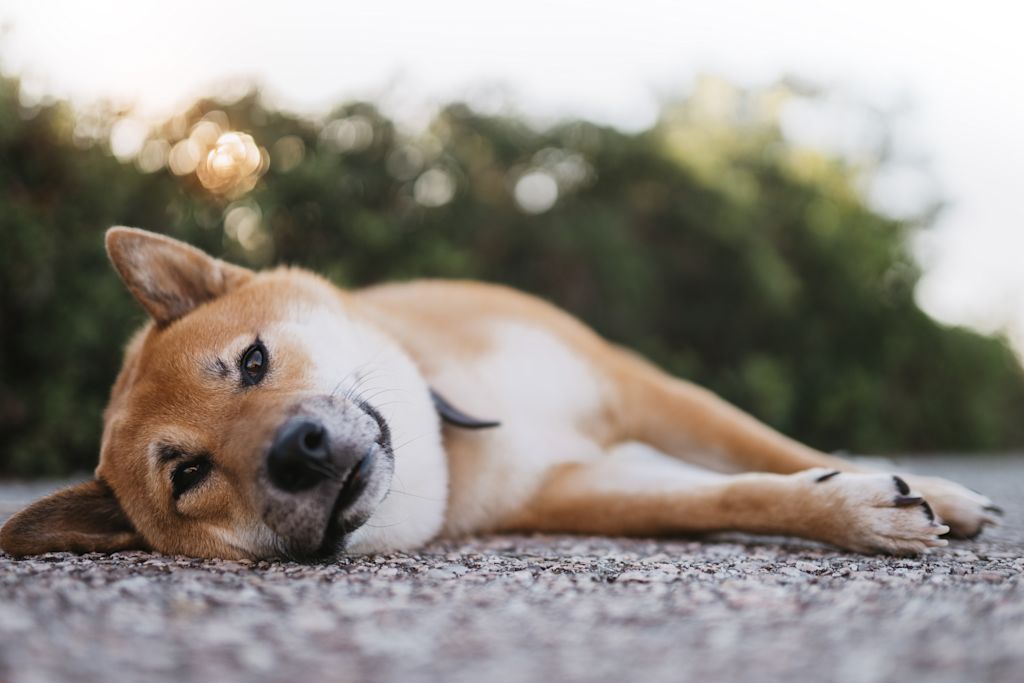 akita inu allongé