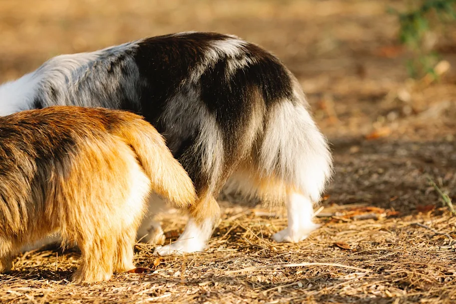 Pourquoi mon chien se mord la queue ? Trucs & astuces Chien Santévet