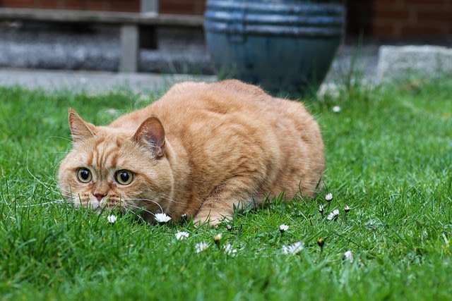 chat roux British shorthair