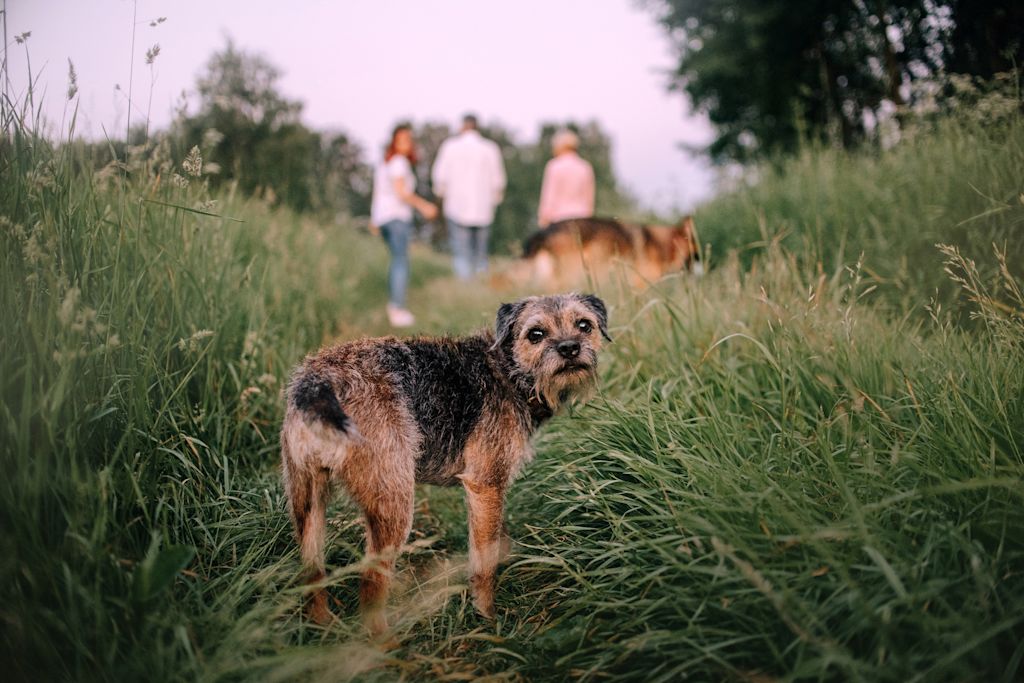 border terrier en balade