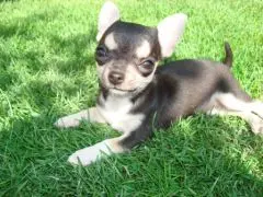 .SanteVet_-_les_chiens_preferes_des_Francais_en_2011_-_chihuahua_-_photo_SanteVet_s