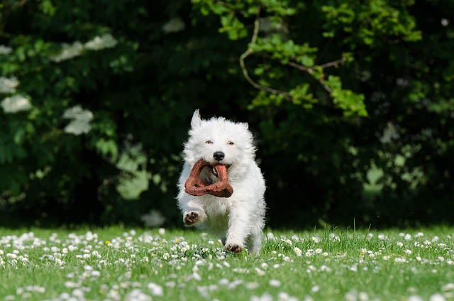 Chien avec son jouet