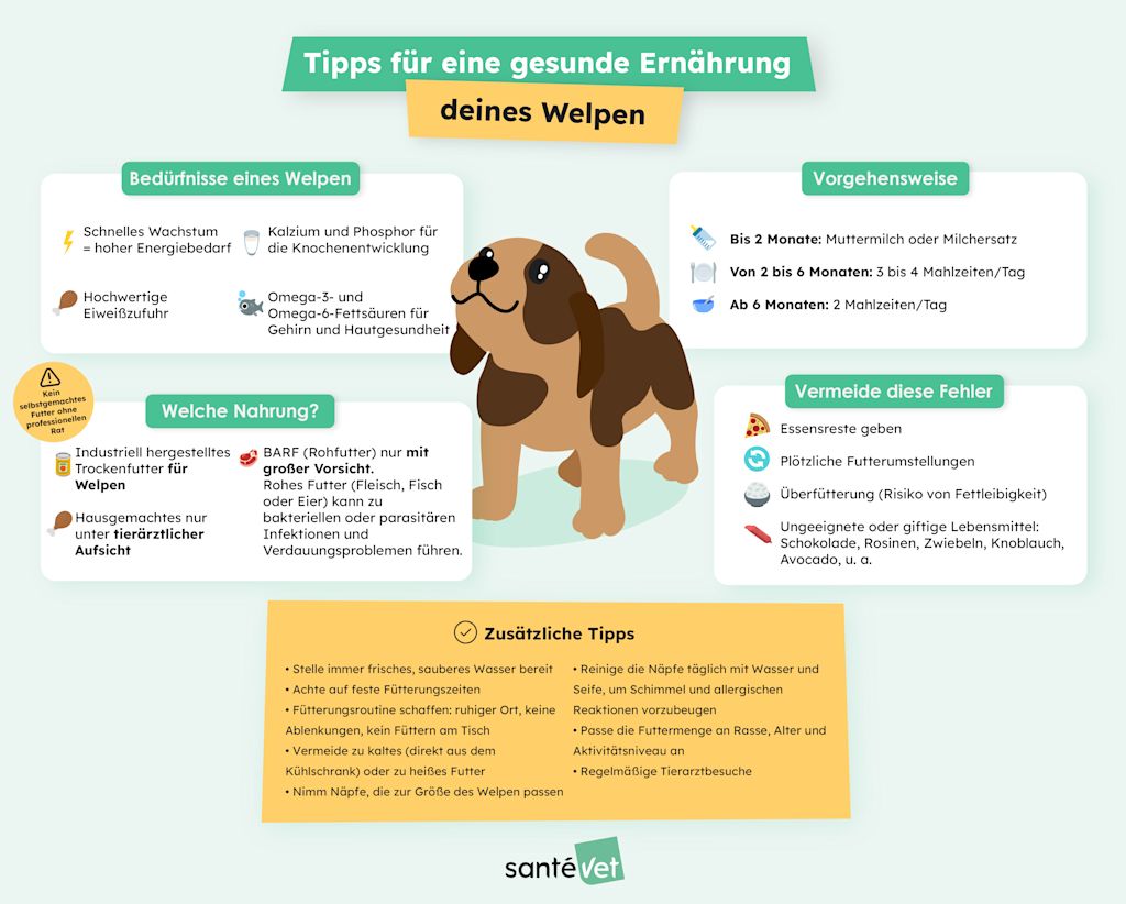 Infografik Ernährung des Welpen