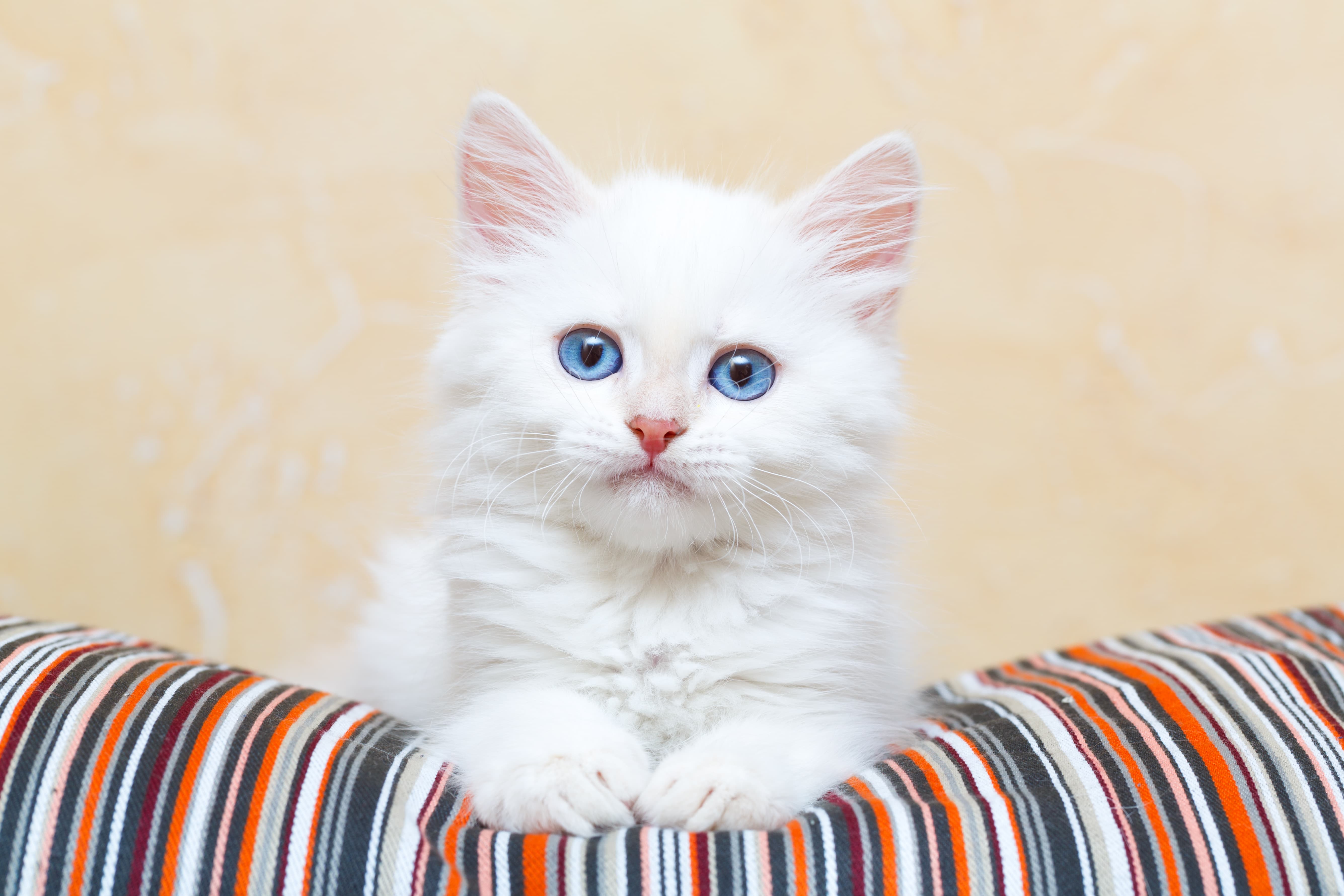 chaton de Sibérie à la maison