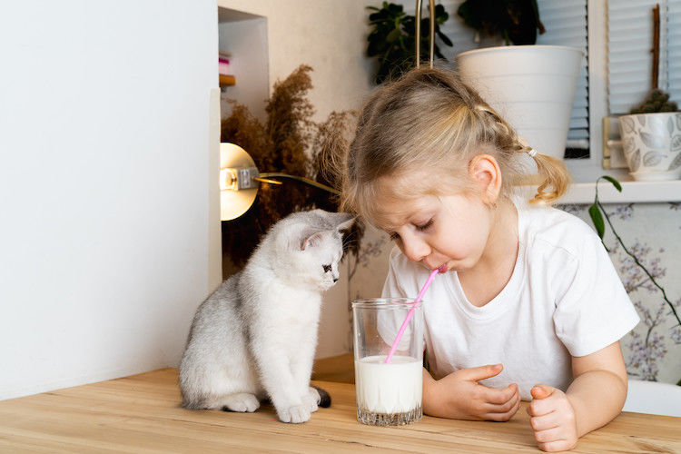 lait chaton alimentation