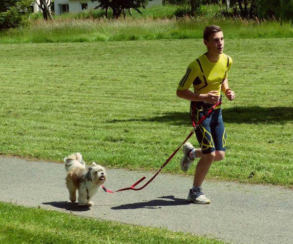 Materiel pour courir shop avec son chien