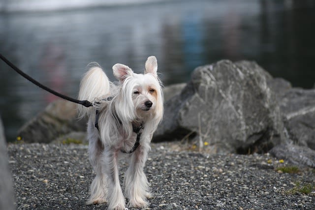 chien chinois blanc