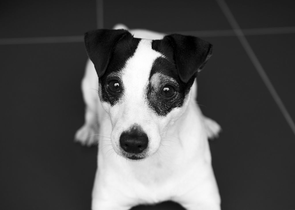 jack russell noir et blanc