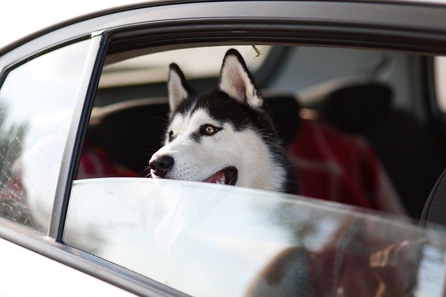 voyager en voiture avec son chien