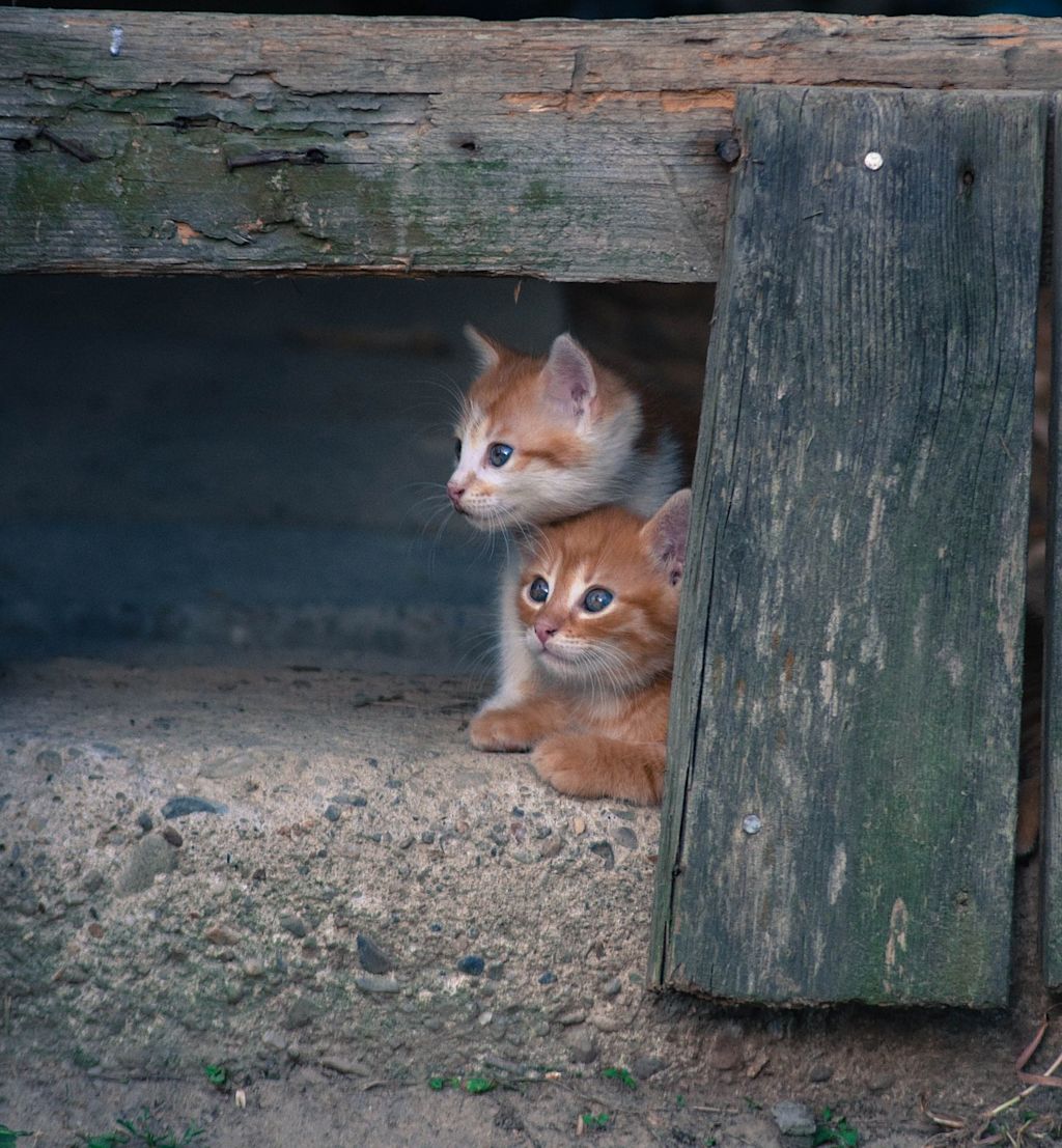 chatons dehors