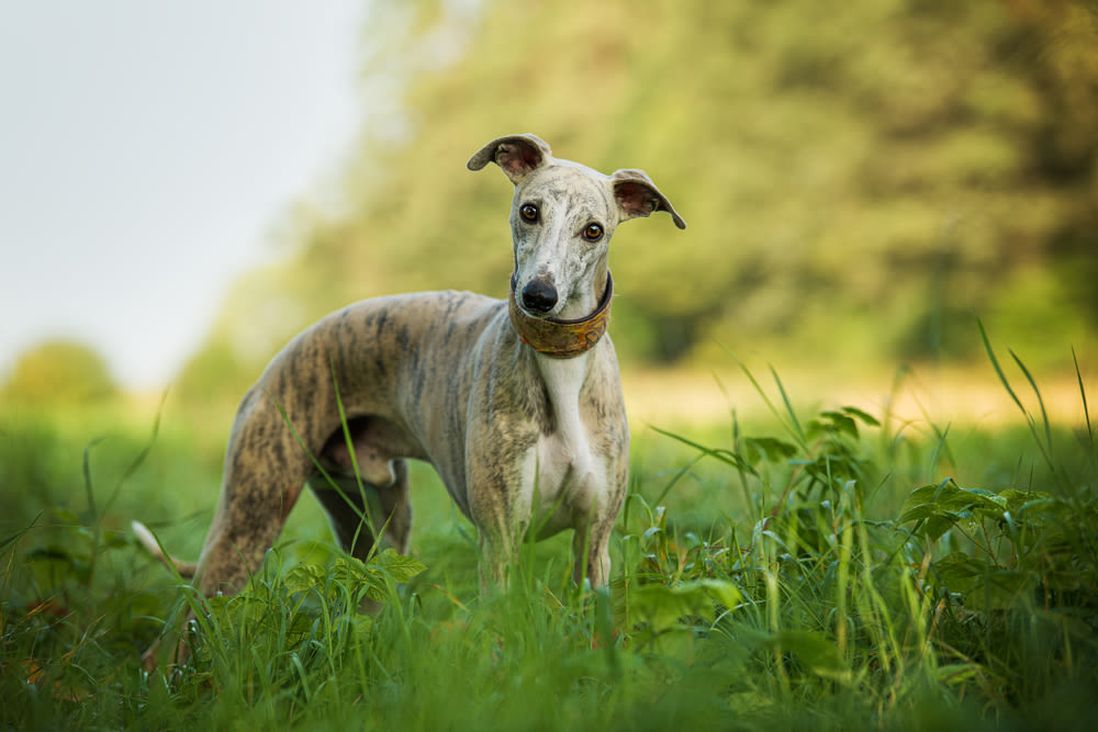 Perros lebreles galgo