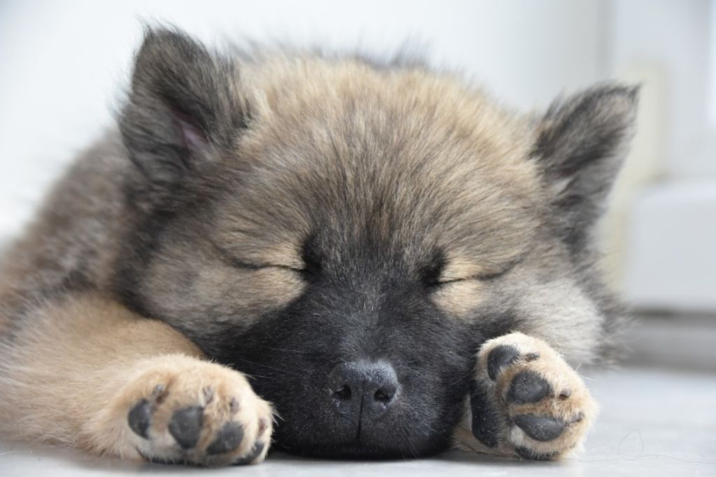 Chiot Eurasier