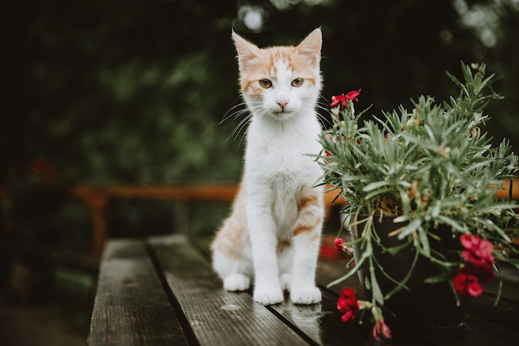 chat maigre