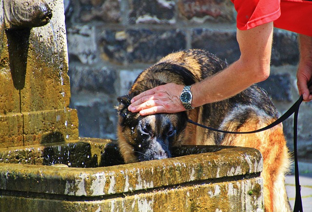 chien et chaleur