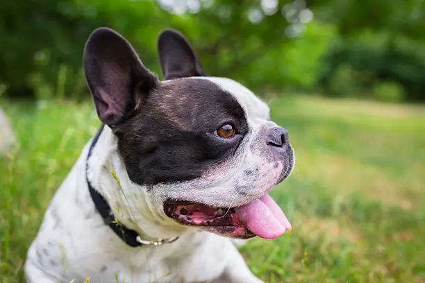 Le Bouledogue francais origines caractere aptitudes Santevet