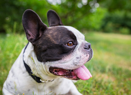Le Bouledogue français : origines, caractère, aptitudes - BouleDog