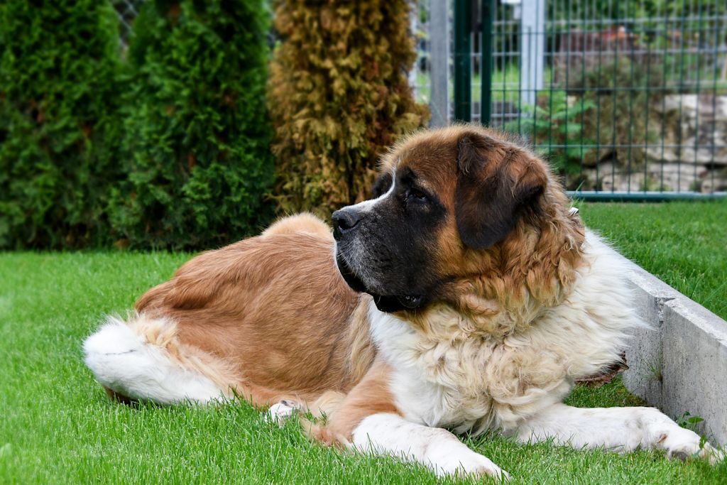 St-Bernard assis de profil